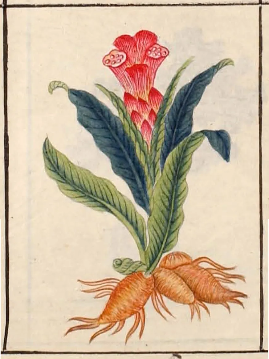A page from the Bencao Gangmu, the Ming-dynasty pharmacopoeia that shaped generations of Chinese medical thinking